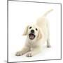 Golden Retriever Dog Pup, Oscar, 3 Months, In Play-Bow, Against White Background-Mark Taylor-Mounted Photographic Print