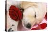 Golden Retriever Dog Puppy Asleep with Rose and Petals-null-Stretched Canvas