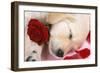 Golden Retriever Dog Puppy Asleep with Rose and Petals-null-Framed Photographic Print