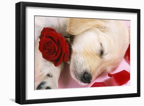 Golden Retriever Dog Puppy Asleep with Rose and Petals-null-Framed Photographic Print