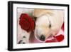 Golden Retriever Dog Puppy Asleep with Rose and Petals-null-Framed Photographic Print