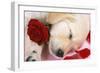 Golden Retriever Dog Puppy Asleep with Rose and Petals-null-Framed Photographic Print