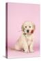 Golden Retriever Dog Puppy Holding Rose in Mouth-null-Stretched Canvas