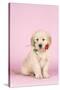 Golden Retriever Dog Puppy Holding Rose in Mouth-null-Stretched Canvas