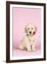 Golden Retriever Dog Puppy Holding Rose in Mouth-null-Framed Photographic Print