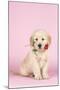 Golden Retriever Dog Puppy Holding Rose in Mouth-null-Mounted Photographic Print