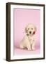 Golden Retriever Dog Puppy Holding Rose in Mouth-null-Framed Photographic Print