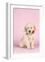 Golden Retriever Dog Puppy Holding Rose in Mouth-null-Framed Photographic Print