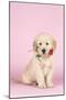 Golden Retriever Dog Puppy Holding Rose in Mouth-null-Mounted Photographic Print