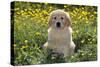 Golden Retriever Dog Puppy in Buttercups-null-Stretched Canvas