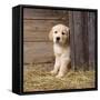 Golden Retriever Dog Puppy in Hay Barn-null-Framed Stretched Canvas