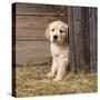 Golden Retriever Dog Puppy in Hay Barn-null-Stretched Canvas