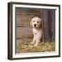 Golden Retriever Dog Puppy in Hay Barn-null-Framed Photographic Print