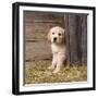 Golden Retriever Dog Puppy in Hay Barn-null-Framed Photographic Print