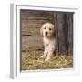 Golden Retriever Dog Puppy in Hay Barn-null-Framed Photographic Print