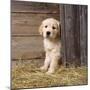 Golden Retriever Dog Puppy in Hay Barn-null-Mounted Photographic Print