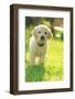 Golden retriever dog puppy in the garden, close-up-Sandra Gutekunst-Framed Photographic Print