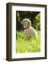 Golden retriever dog puppy in the garden, close-up-Sandra Gutekunst-Framed Photographic Print