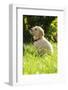 Golden retriever dog puppy in the garden, close-up-Sandra Gutekunst-Framed Photographic Print