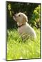 Golden retriever dog puppy in the garden, close-up-Sandra Gutekunst-Mounted Photographic Print