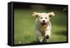 Golden Retriever Dog Puppy Running Towards Camera-null-Framed Stretched Canvas