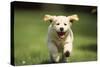 Golden Retriever Dog Puppy Running Towards Camera-null-Stretched Canvas