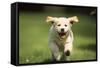 Golden Retriever Dog Puppy Running Towards Camera-null-Framed Stretched Canvas