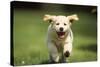 Golden Retriever Dog Puppy Running Towards Camera-null-Stretched Canvas