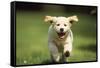 Golden Retriever Dog Puppy Running Towards Camera-null-Framed Stretched Canvas