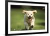 Golden Retriever Dog Puppy Running Towards Camera-null-Framed Photographic Print