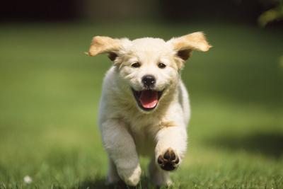 Puppy run hotsell