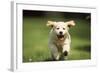 Golden Retriever Dog Puppy Running Towards Camera-null-Framed Photographic Print