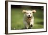 Golden Retriever Dog Puppy Running Towards Camera-null-Framed Photographic Print