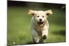 Golden Retriever Dog Puppy Running Towards Camera-null-Mounted Photographic Print