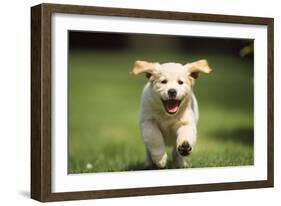 Golden Retriever Dog Puppy Running Towards Camera-null-Framed Photographic Print