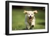 Golden Retriever Dog Puppy Running Towards Camera-null-Framed Photographic Print