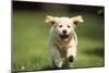 Golden Retriever Dog Puppy Running Towards Camera-null-Mounted Photographic Print