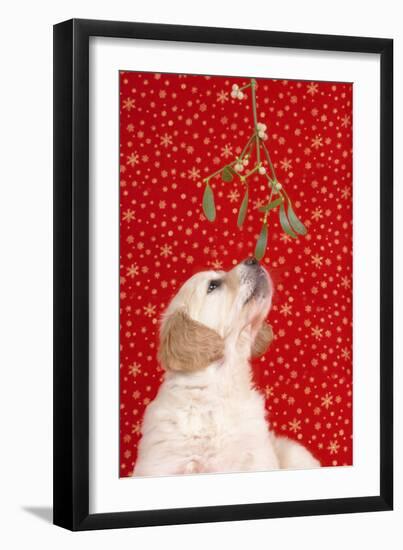 Golden Retriever Dog Puppy under Mistletoe-null-Framed Photographic Print