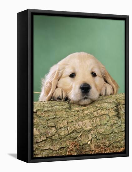 Golden Retriever Dog Puppy with Head on Log-null-Framed Stretched Canvas