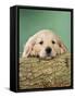 Golden Retriever Dog Puppy with Head on Log-null-Framed Stretched Canvas