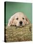 Golden Retriever Dog Puppy with Head on Log-null-Stretched Canvas