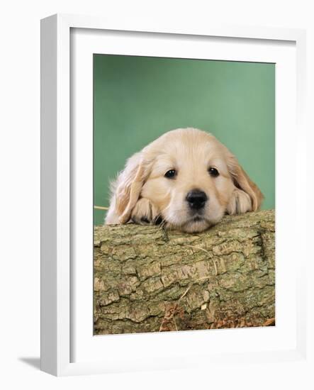 Golden Retriever Dog Puppy with Head on Log-null-Framed Photographic Print