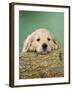 Golden Retriever Dog Puppy with Head on Log-null-Framed Photographic Print