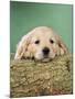 Golden Retriever Dog Puppy with Head on Log-null-Mounted Photographic Print