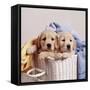 Golden Retriever Dog Two Puppies in Laundry Basket-null-Framed Stretched Canvas