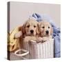 Golden Retriever Dog Two Puppies in Laundry Basket-null-Stretched Canvas