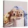 Golden Retriever Dog Two Puppies in Laundry Basket-null-Stretched Canvas