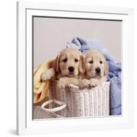 Golden Retriever Dog Two Puppies in Laundry Basket-null-Framed Photographic Print