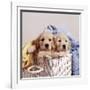 Golden Retriever Dog Two Puppies in Laundry Basket-null-Framed Photographic Print