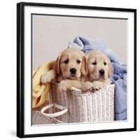 Golden Retriever Dog Two Puppies in Laundry Basket-null-Framed Photographic Print